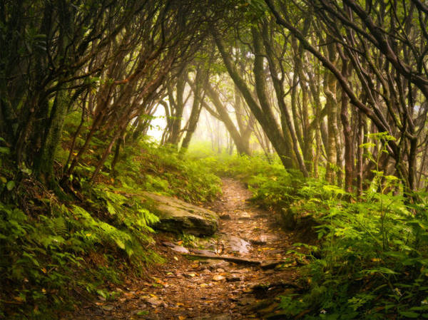 Một con đường rừng lãng mạn trên cung đường Appalachian Trail ở Mỹ - Ảnh: wp