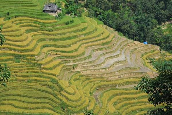 Mùa lúa tại Hoàng Su Phì được trồng một năm một lần. Tháng 5 là mùa đổ nước, tháng 9 là mùa gặt, cả hai thời điểm đều tuyệt đẹp.