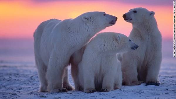 Những chú gấu Bắc Cực trông vô cùng đáng yêu. 