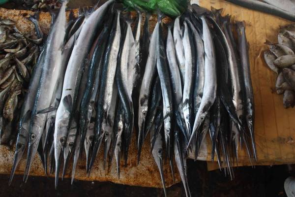 Du lich Phu Quoc - Cá vẫn còn tươi xanh khi được bày bán ở chợ.