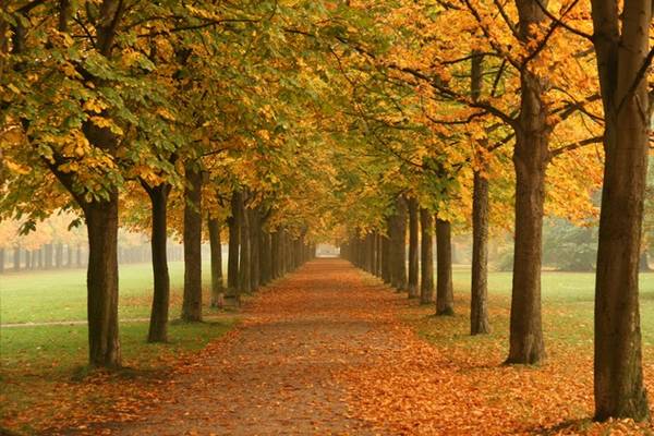 Đức: Từ tháng 9-11, đến Đức, bạn sẽ được dạo bước trên những con đường có hai gam màu vàng, đỏ của những hàng cây sồi già, lá phong phủ khắp các lâu đài, ngôi nhà rêu phong... Ảnh: Vagabondish.