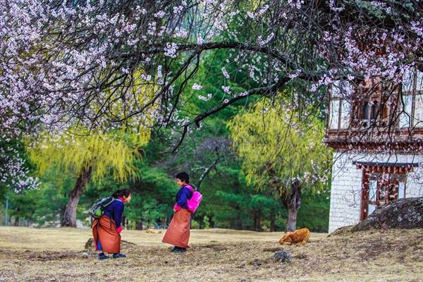 "Chúng tôi đi ngang ngôi làng nhỏ này ở thị trấn Paro, Bhutan vào buổi chiều nắng vàng sau gần một ngày leo núi lên TigerNest. Khi nhìn thấy những cây đào cổ thụ bên nhà, bao nhiêu mệt nhọc tan biến hết. Các em bé học sinh đi học về, đùa vui nói chuyện trong một không gian thật yên bình như cổ tích", nhiếp ảnh gia Hải Piano kể.