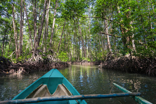 Sông Sabang: Du thuyền dọc theo sông Sabang bạn có thể khám phá những khu rừng ngập mặn từ nhiều thế kỷ với nhiều loại động thực vật đa dạng.