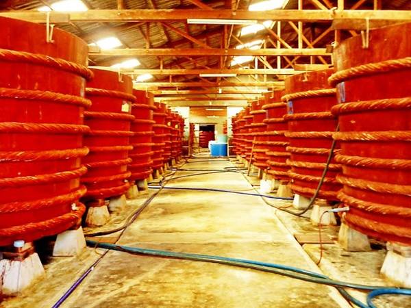 13. Nhà thùng sản xuất nước mắm là nơi cho ra những giọt nước mắm cá cơm đậm đà của đảo ngọc. Hiện Phú Quốc có khoảng 100 nhà thùng để du khách tham quan, tìm hiểu và mua sắm. Ảnh: Salindaresort. 