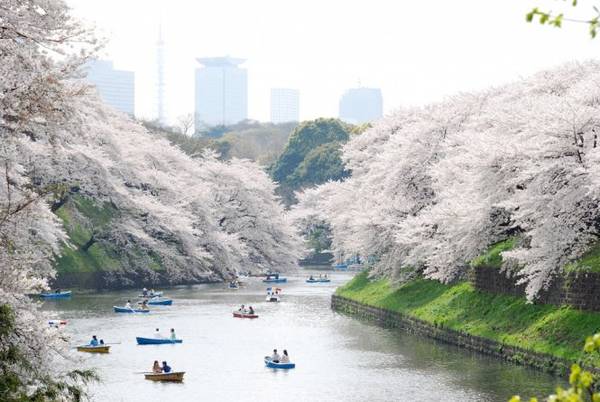 Dạo thuyền trên hồ ngắm hoa anh đào ở công viên Ueno.