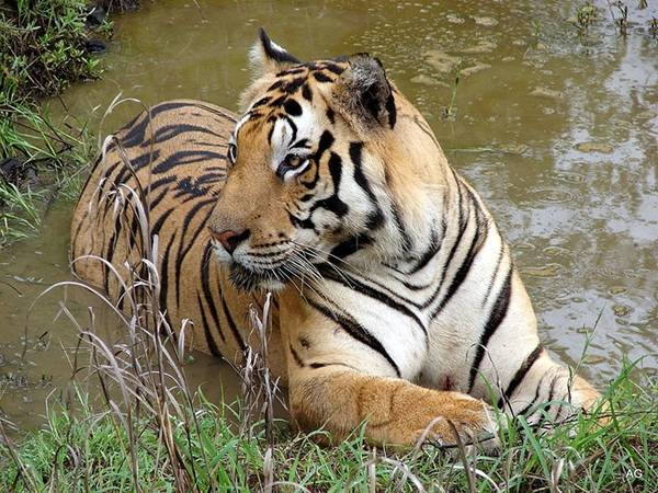 Công viên quốc gia Kanha là một trong những khu bảo tồn động vật hoang dã quan trọng nhất của Ấn Độ, với nhiều loài như hổ, báo, chó hoang, hươu và các loài chim.