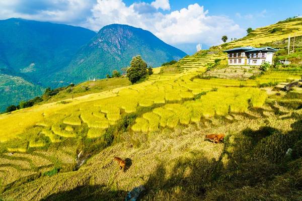 Làng Radi ở phía đông bắc Bhutan được mệnh danh là thảm vàng hay giỏ lúa, bởi cấu trúc ruộng bậc thang trên núi uốn lượn bao quanh ngôi làng. Ảnh: Nguyễn Thanh Tùng.