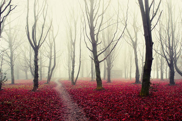 Khu rừng rực rỡ với màu đỏ hồng của lá cây rụng ở Ý.