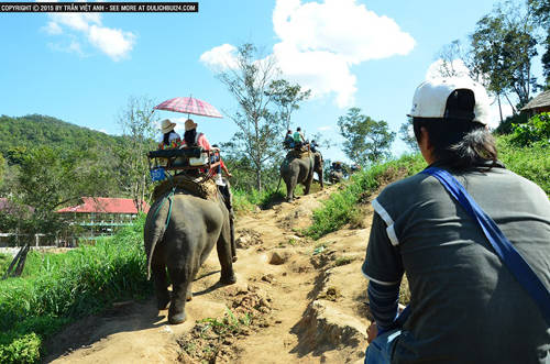 Du khách cưỡi voi ở Chiang Mai.