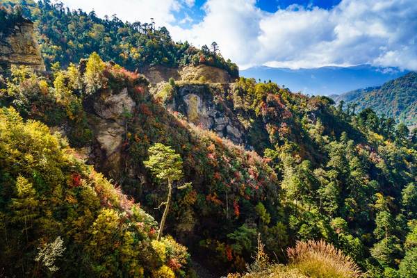 Từ Bumthang sang Mongar, cảnh sắc giống vùng ôn đới như châu Âu, với những khu rừng thông đại cổ thụ ở độ cao trên 3.000 m. Rừng lá phong chuyển sắc đỏ sắc vàng rực rỡ xen kẽ với màu xanh lá thông và những đỉnh núi tuyết trắng xa xa. Ảnh: Nguyễn Thanh Tùng.