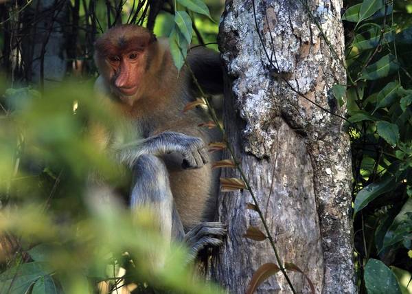 Vùng này nổi tiếng với giống khỉ Probosics vì chúng có DNA gần giống với con người. Đặc biệt chúng có cái mũi hếch, đuôi dài, leo trèo và nhảy rất nhanh. Giống khỉ này được xem như là biểu tượng của Sandakan, nơi hạ lưu của sông chảy qua.