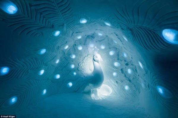  Tác phẩm nghệ thuật điêu khắc chim công bằng băng đá lung linh trong ánh đèn chiếu ở The Ice Hotel - Ảnh: Daily Mail