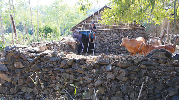 Du lịch Phú Yên - Chuồng bò bằng đá của ông Huỳnh Ngọc Sanh ở làng Phú Hội