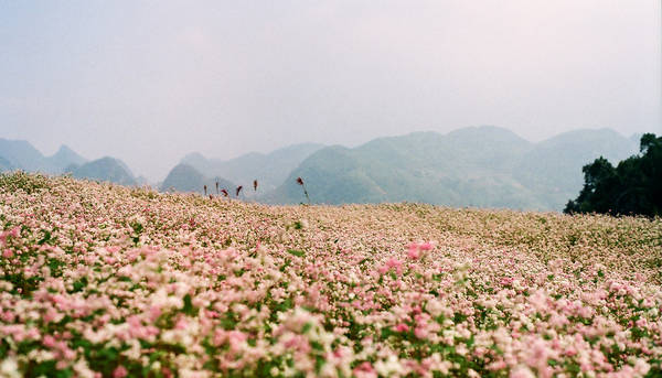 Cánh đồng hoa kéo dài tưởng như vô tận. Ảnh: Binh Minh Nguyen Huu/flickr.com
