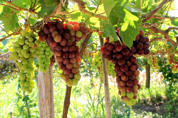Trên đường đến Vĩnh Hy, hãy dừng chân ở vườn nho Thái An để tự tay hái và thưởng thức những quả nho tươi ngon lành.