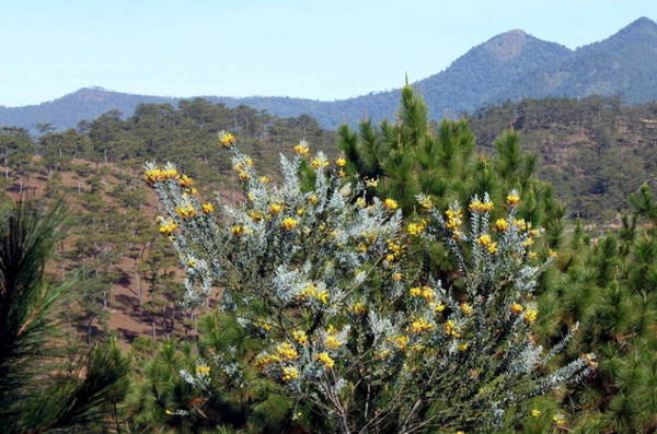 Mimosa, loài cây lá bạc hoa vàng mọc hoang tô điểm cho núi rừng - Ảnh: Trân Duy
