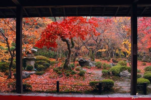 Mùa thu ở Nhật Bản còn gọi là mùa lá đỏ.
