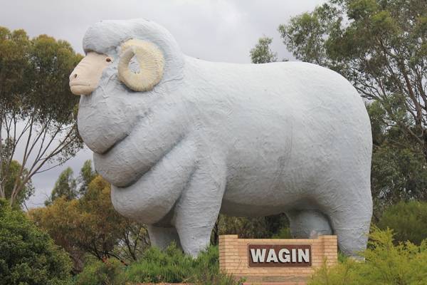 Chú cừu khổng lồ đầy ấn tượng này là một trong vài con cừu lớn trên khắp nước