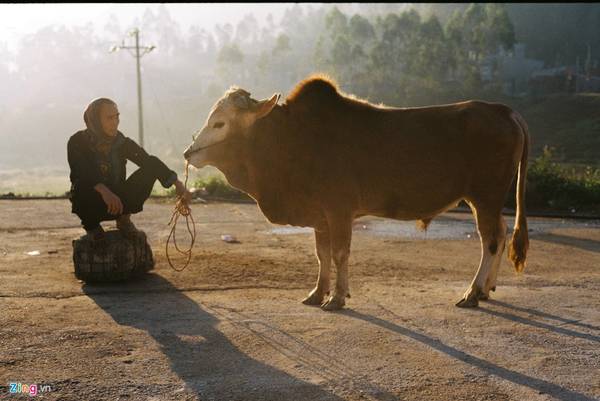 Người bán bò tại chợ kinh doanh gia súc gia cầm.