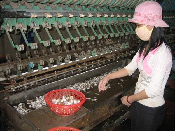 Du lịch Đà Lạt khám phá quá trình sản xuất lụa tơ tằm