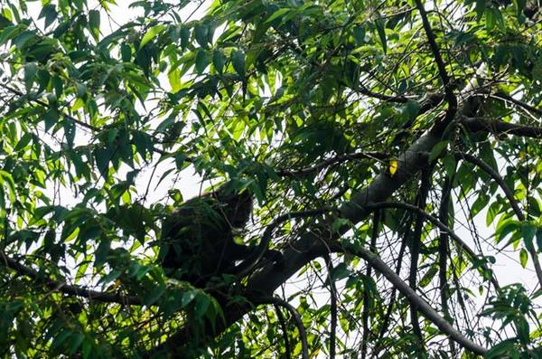 Nếu may mắn, bạn có thể gặp bầy khỉ thoăn thoắt chuyền cành giữa chốn rừng xanh.