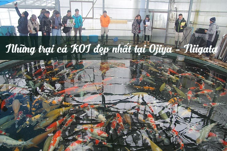 trại cá vùng Ojiya Nhật Bản