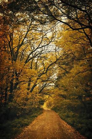 Con đường mùa thu vàng quyến rũ ở Kałuszyn, Ba Lan.