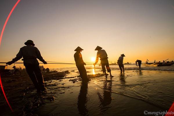 Họ cần mẫn kéo lưới trên bãi biển trong ánh nắng sớm vàng như mật. 