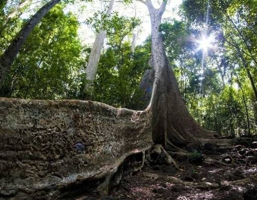  Những thân cây với phần rễ vĩ đại là nét chấm phá đặc biệt cho cảnh quan hùng vĩ của rừng Nam Cát Tiên. (Nguồn: Internet)