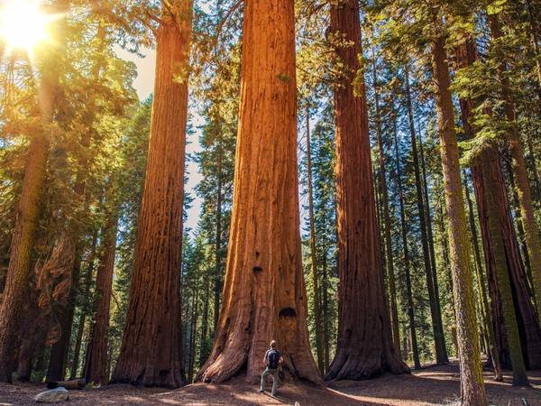California: Những cây tùng bách và củ tùng khổng lồ của California đã hàng trăm năm tuổi và cao tới hơn 90 m. Du khách có thể tới tham quan các cây này ở Công viên quốc gia Sequoia.