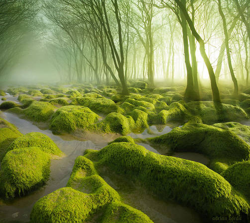 Khu rừng đan xen đầm lầy rêu ở Rumani.