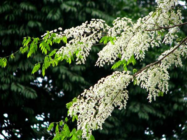 Mỗi mùa, Hà Nội có một loài hoa riêng nhưng khiến người đi xa nhung nhớ nhất có lẽ là hương hoa sữa nồng nàn