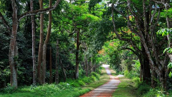 Con đường tuyệt đẹp bên trong Vườn quốc gia Cúc Phương. Ảnh: ST