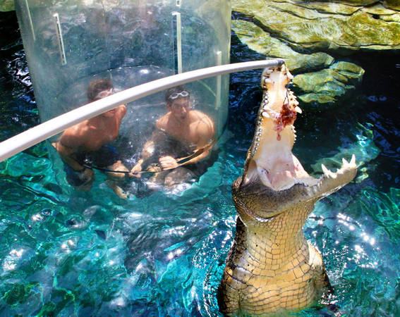 Lặn cùng cá sấu nước mặn