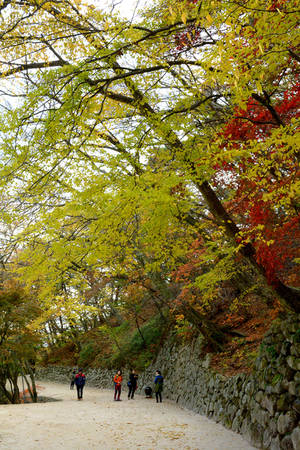 Hang Phật Seokguram cũng là nơi lý tưởng để ngắm lá mùa thu. Du khách sẽ phải đi bộ từ ngoài cổng soát vé, theo con đường quanh co ôm theo núi để viếng hang Phật. Quãng đường đá bụi dài hơn một km có thể khiến bạn mệt mỏi đôi chút nhưng lại là địa điểm đẹp để ngắm cảnh rừng núi lãng mạn phía nam Hàn Quốc.