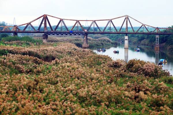 Những ngày này, có dịp đi qua cầu Long Biên ai cũng có thể bắt gặp khung cảnh đẹp mắt của bạt ngàn cỏ lau trắng, vàng hai bên bờ sông.
