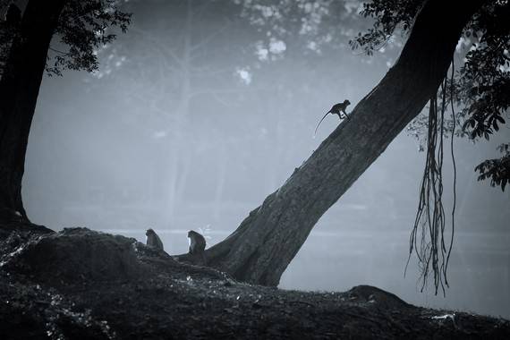 Hai bố mẹ khỉ trầm tư và chú khỉ con nhảy nhót trên thân cây ở phía xa.