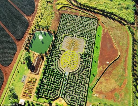 Đồn điền trồng dứa Dole, Hawaii, Mỹ: Mê cung này có hơn 4 km đường đi tạo từ 14.000 cây sặc sỡ sắc màu của Hawaii, vây quanh một khu vườn được tạo hình quả dứa khổng lồ.