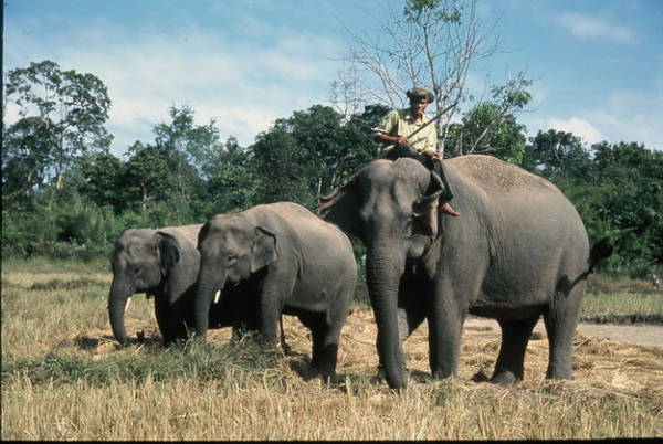 Ba mẹ con voi nhà voi. Từ trái qua phải: voi Thoong Khăm, Thoong Ngân và voi mẹ nuôi Y Kung - Ảnh: Niimura Yoko