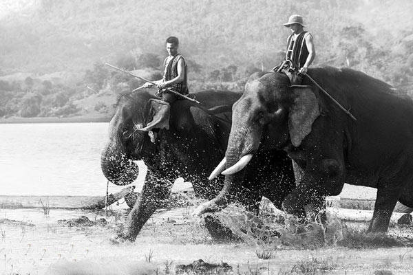 Đua voi là một trong những hoạt động văn hóa đặc trưng của đồng bào Tây Nguyên.