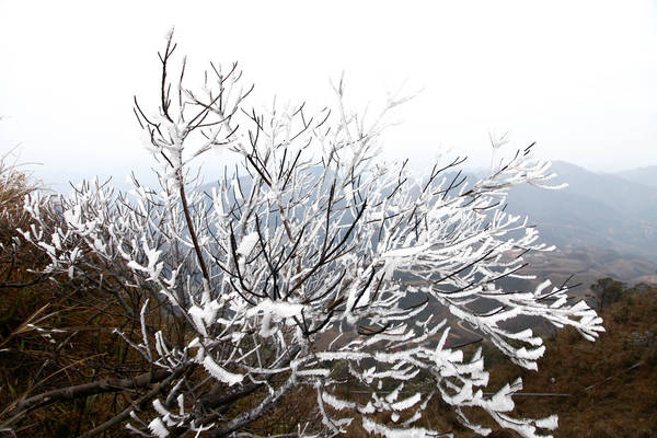 Băng tuyết kết thành chùm trên cành cây ở Mẫu Sơn. Ảnh: diendanbactrungnam