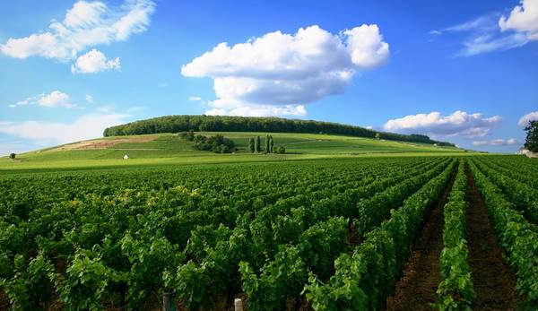 Côte d'Or, Burgundy, Pháp: Với những vườn nho có lịch sử lâu đời, Côte d'Or là vùng làm rượu vang nổi tiếng nhất Burgundy, hút khách du lịch từ khắp nơi trên thế giới. Nơi này được công nhận là Di sản thế giới vào tháng 7/2015. Cách Paris khoảng 3 tiếng đi xe, đây là nơi lý tưởng để du khách tản bộ, đạp xe thăm quan, thưởng thức rượu vang và ẩm thực địa phương.​ Ảnh: Winefolly.