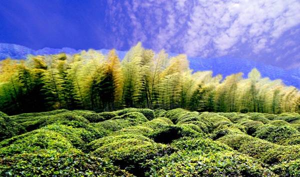 Sau đó du khách có thể dạo bước trong vườn trúc Kim Bồn để thưởng lãm vẻ đẹp của khung cảnh trà và trúc đan xen. Ảnh: Weather.com.cn