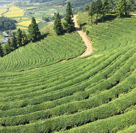 Boseong là một khu vực miền núi thuộc tỉnh Nam Jeolla, Hàn Quốc và trở nên nổi tiếng với du khách nhờ những cánh đồng trà xanh bất tận.