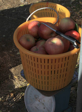 Một kg táo bán tại vườn có giá 4.000 won (80.000 đồng)