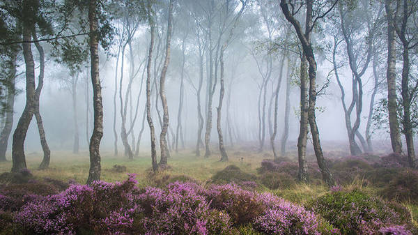 Khu rừng có những thảm hoa tím xinh đẹp ở Stanton Moor, Peak District, Anh.