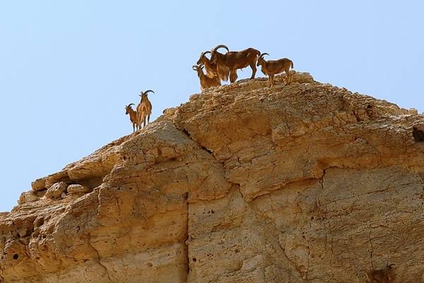 Nếu là một người yêu du lịch và ham khám phá thiên nhiên hoang dã, hãy thử đến sa mạc Sahara và dãy núi Atlas ở Ma Rốc - môi trường bản địa của loài này.