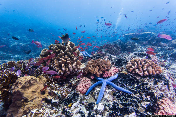 Du lịch lặn biển tại Palawan cực kỳ phát triển với những dải san hô ngầm và vô số loài cá đủ màu sắc.