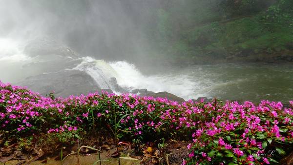 Đến thăm Dam B’ri vào những ngày cuối tháng 10, đầu tháng 11, du khách còn được dịp chiêm ngưỡng những dải hoa màu hồng khoe sắc rực rỡ. 