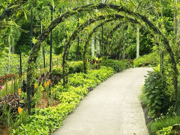 Botanic Gardens là thiên đường của rất nhiều loại cây và trăm hoa đua sắc. Vườn được mở miễn phí hằng ngày từ 5h sáng đến nửa đêm.